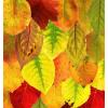 holler-herbstgespraech.jpg