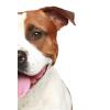 staffordshire-terrier.jpg