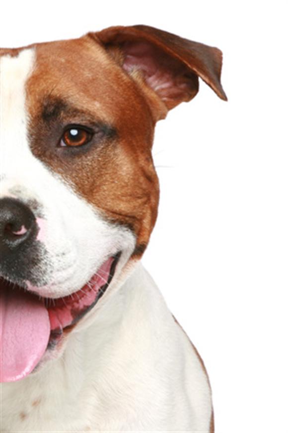 staffordshire terrier